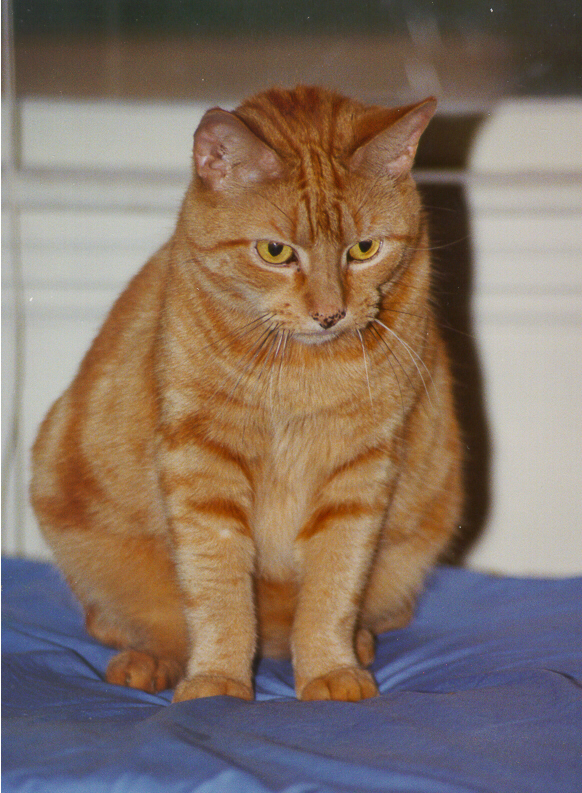 Nugget Standing